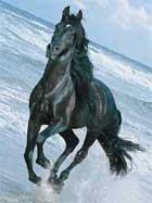 Black Horse