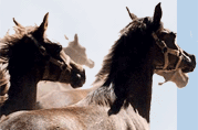 Razze Equine