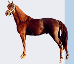 Centro Cavalli