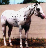 Cavallo Appaloosa