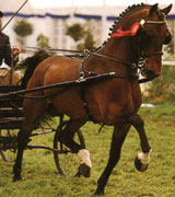 Hackney cavallo da carrozza