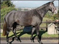 Hunter Irlandese