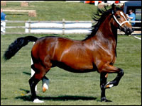 Il Forte Welsh Cob