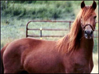 missouri fox trotter