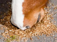 Corretta alimentazione del cavallo