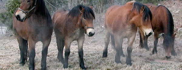 Cavallo Ardennese