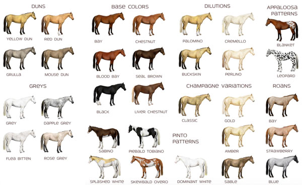 Colori dei Cavalli