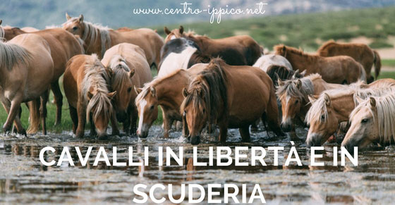 Cavalli in libertà e in scuderia