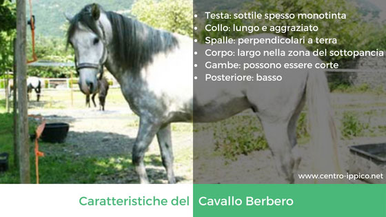 Cavallo Berbero