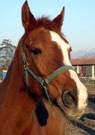 Cavallo Legato