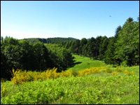 Paesaggi a Cavallo sul Monte Fumaiolo