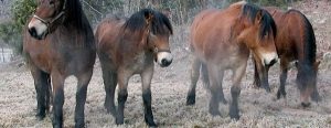 Cavallo Ardennese