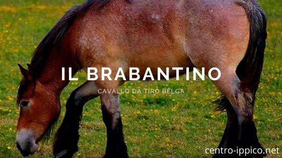 Cavallo da tiro belga