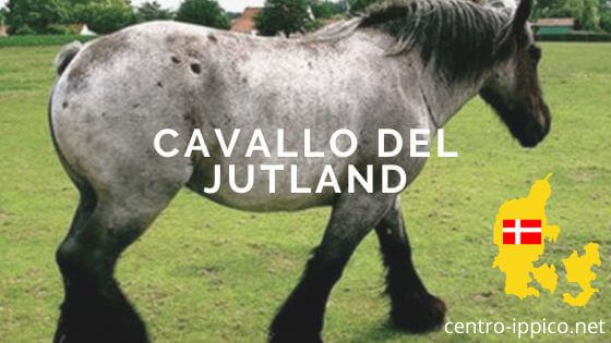 Cavallo Jutland